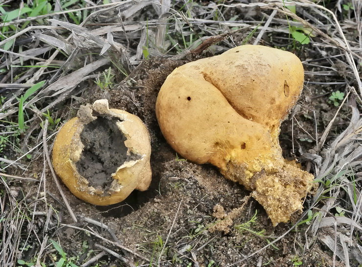 Scleroderma meridionale